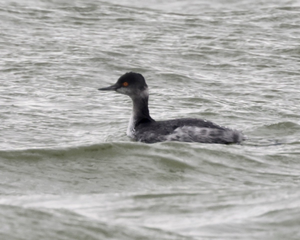 Eared Grebe - ML404721591