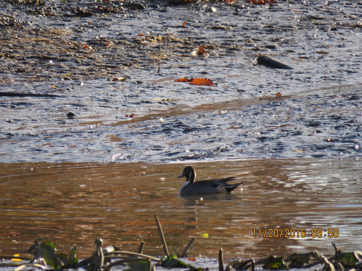 Northern Pintail - David Larsen