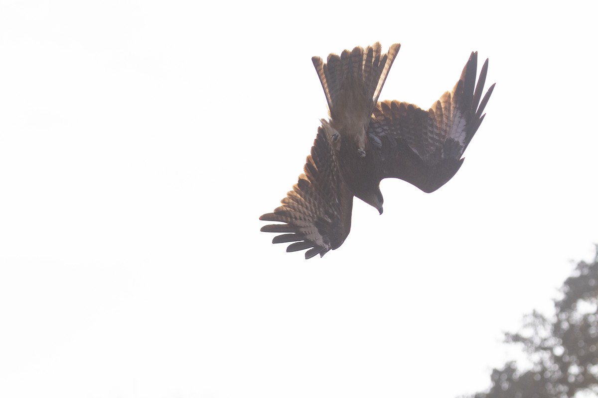 Сохор элээ - ML404721981