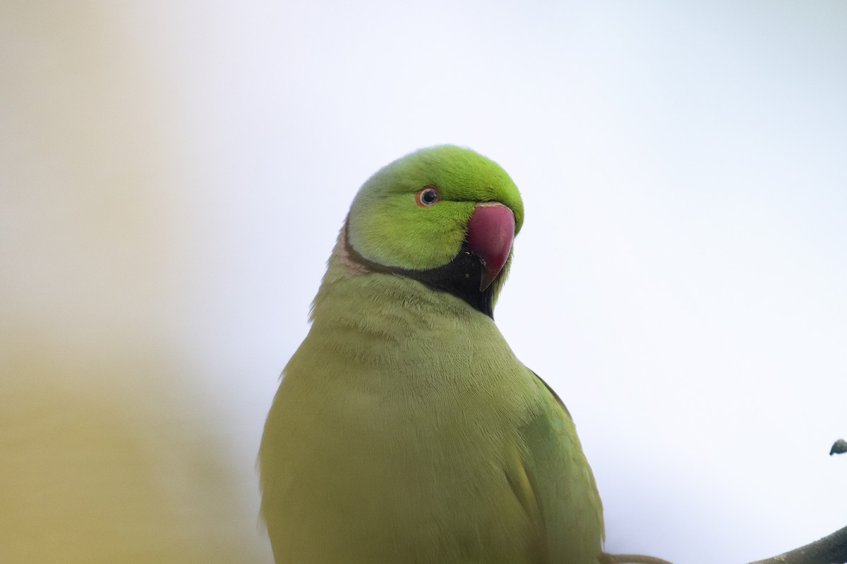 Rose-ringed Parakeet - ML404722111