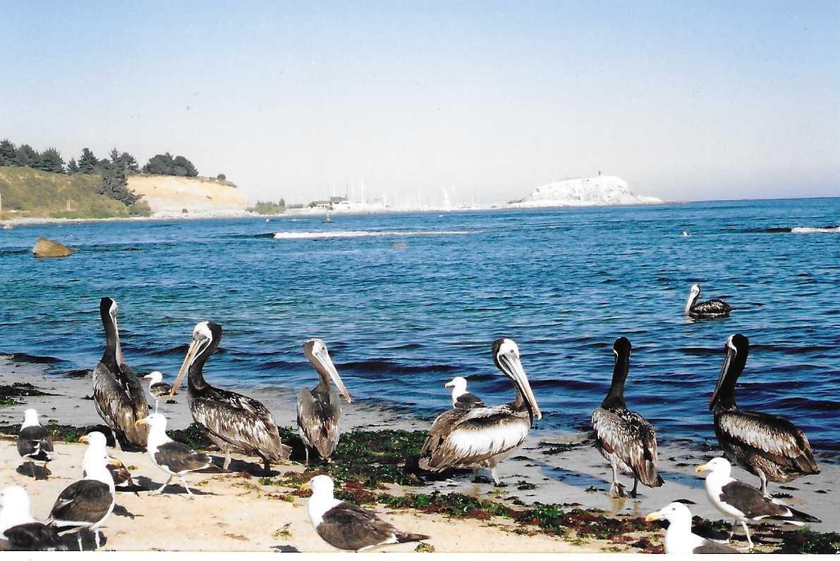 Peruvian Pelican - ML404722701