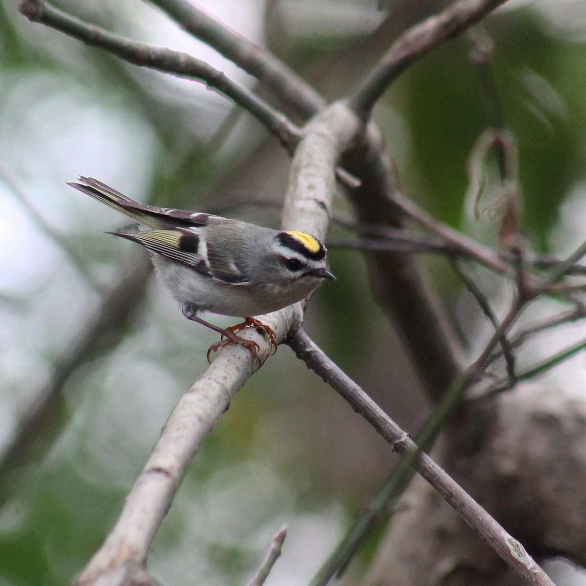 Golden-crowned Kinglet - ML404722711