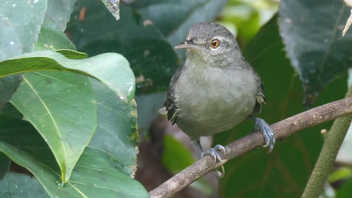 Cucarachero Gris - ML404724221