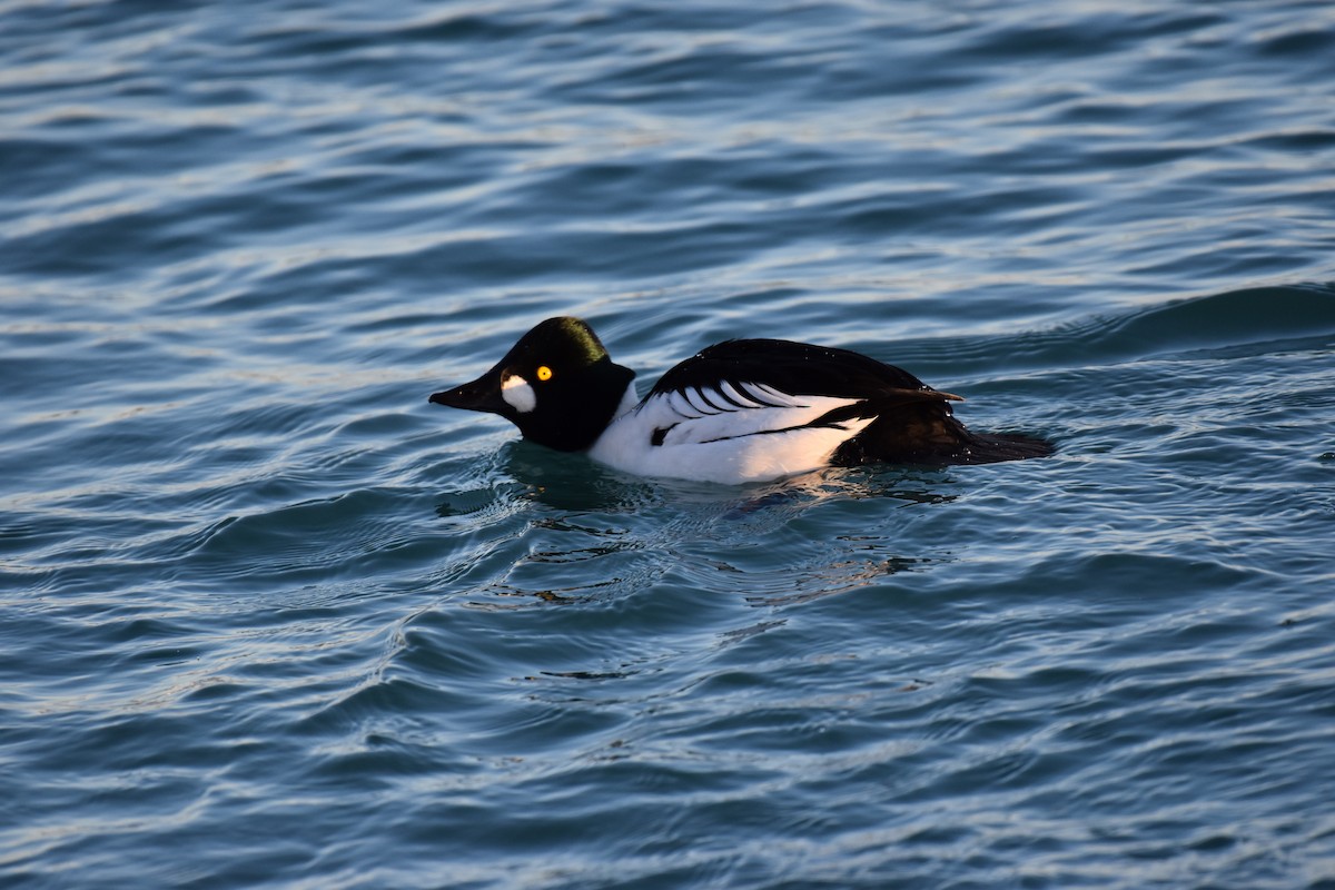 Common Goldeneye - Seth Konner