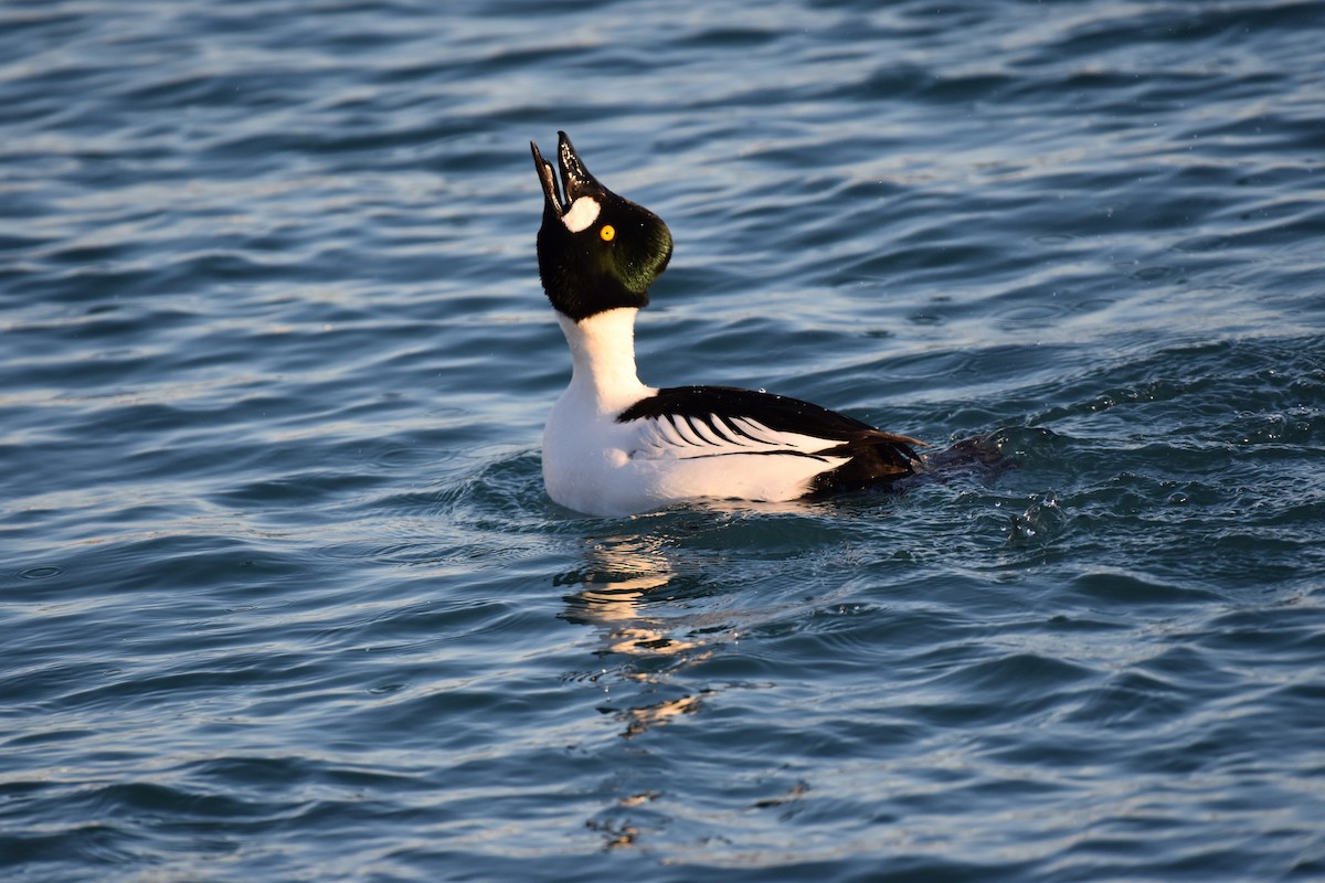 Common Goldeneye - Seth Konner