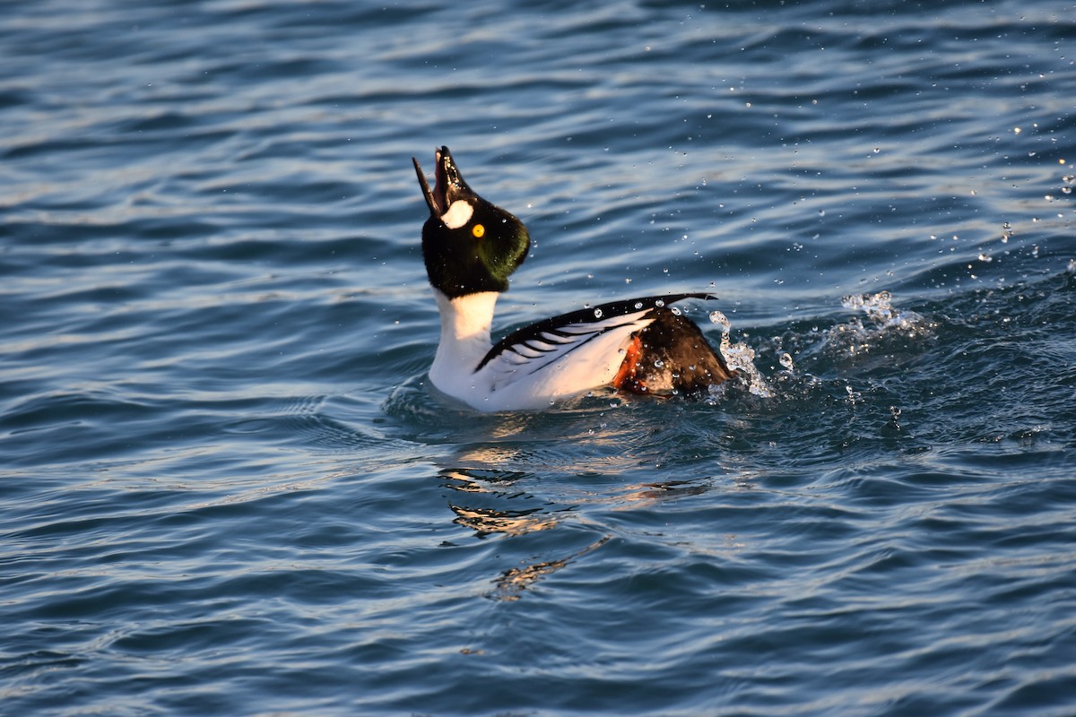 Common Goldeneye - Seth Konner