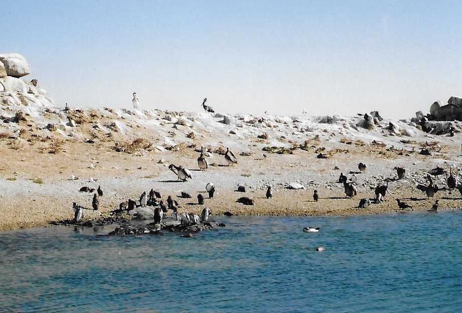 Humboldt Penguin - ML404726001