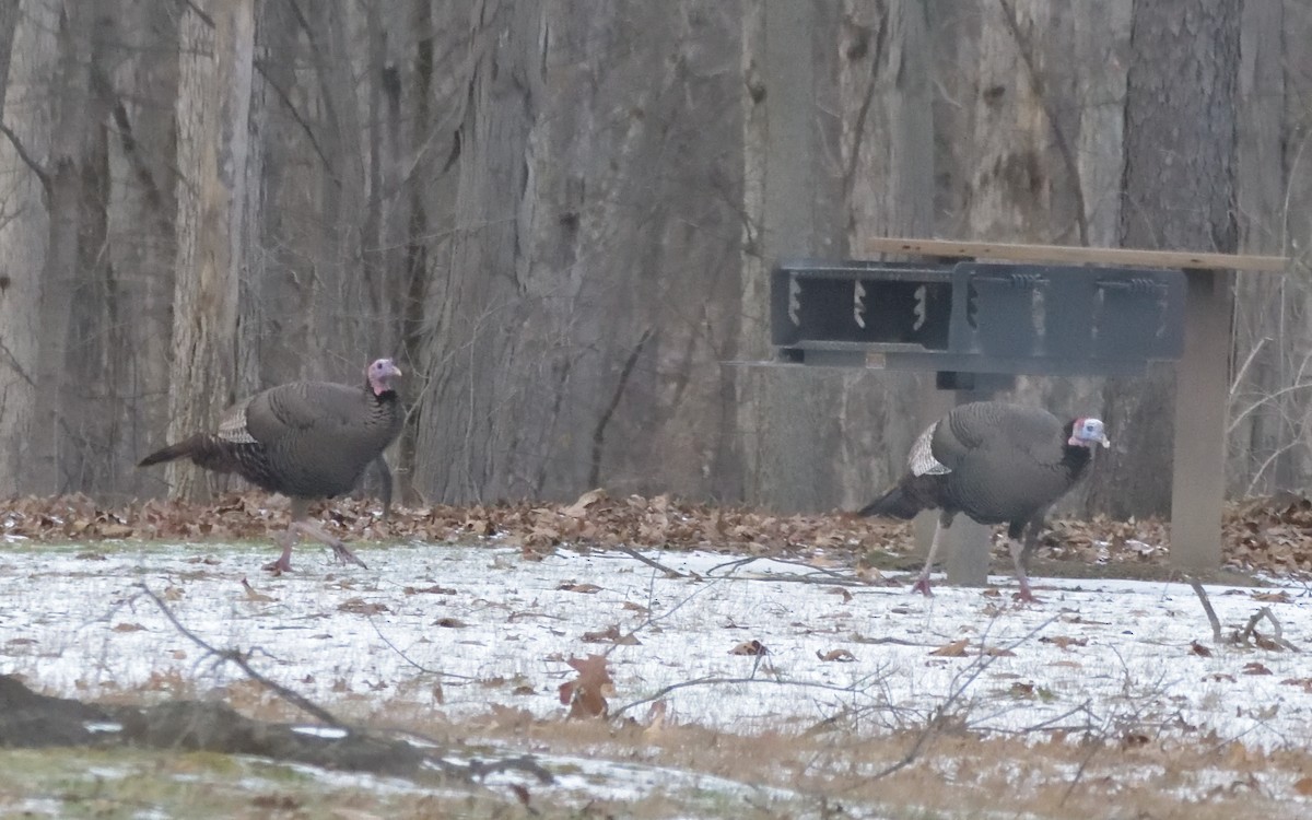 Wild Turkey - ML404726811