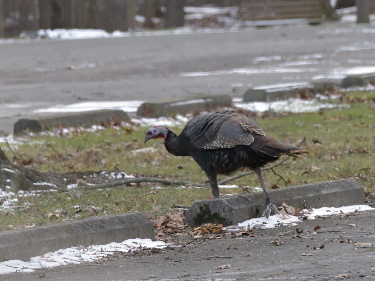 Wild Turkey - ML404726821