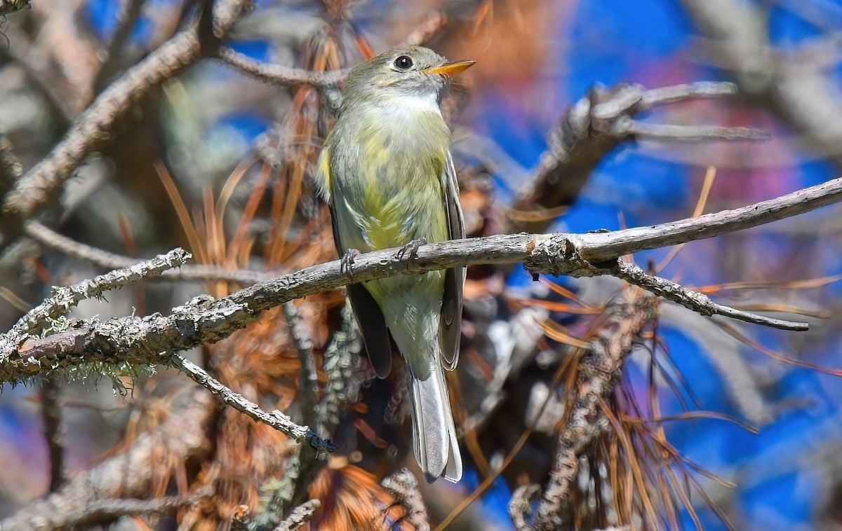 Hammond's Flycatcher - ML404727271