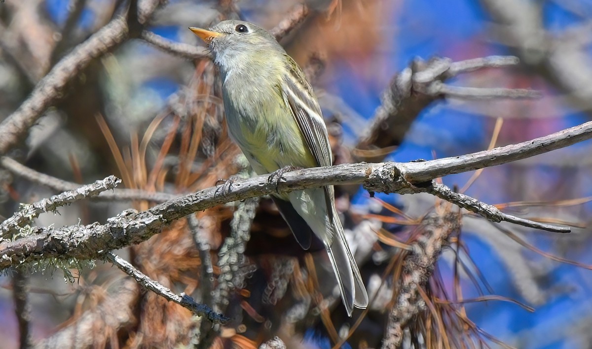 Hammond's Flycatcher - ML404727281