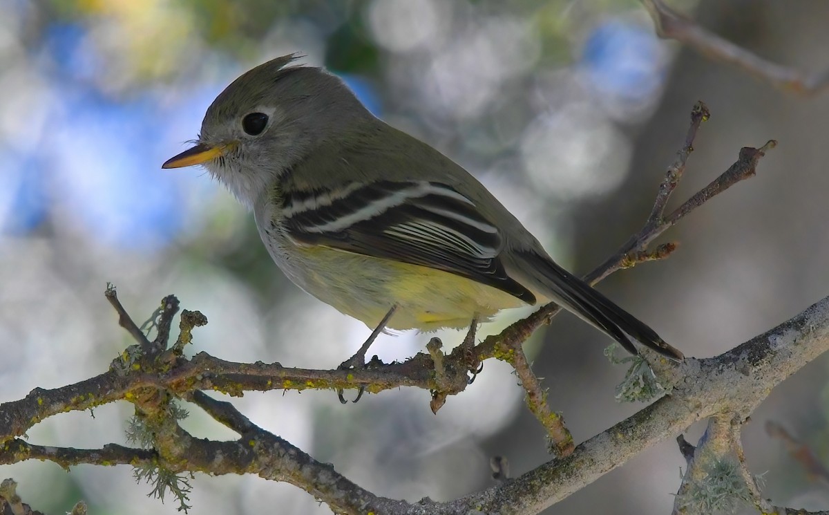 Hammond's Flycatcher - DJ Singh