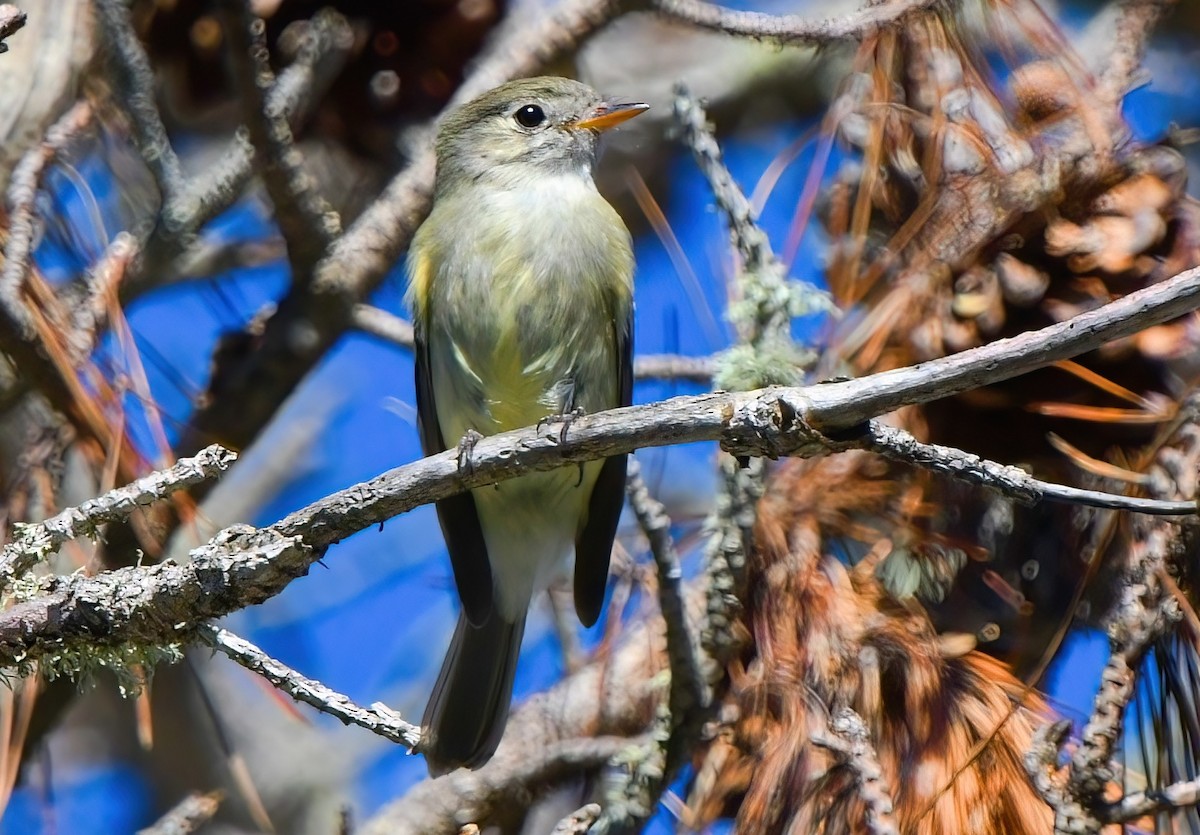 Hammond's Flycatcher - ML404727321