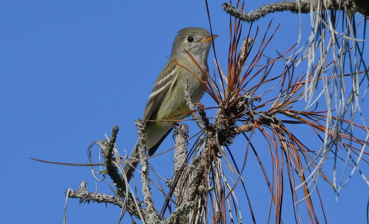 Hammond's Flycatcher - ML404727331