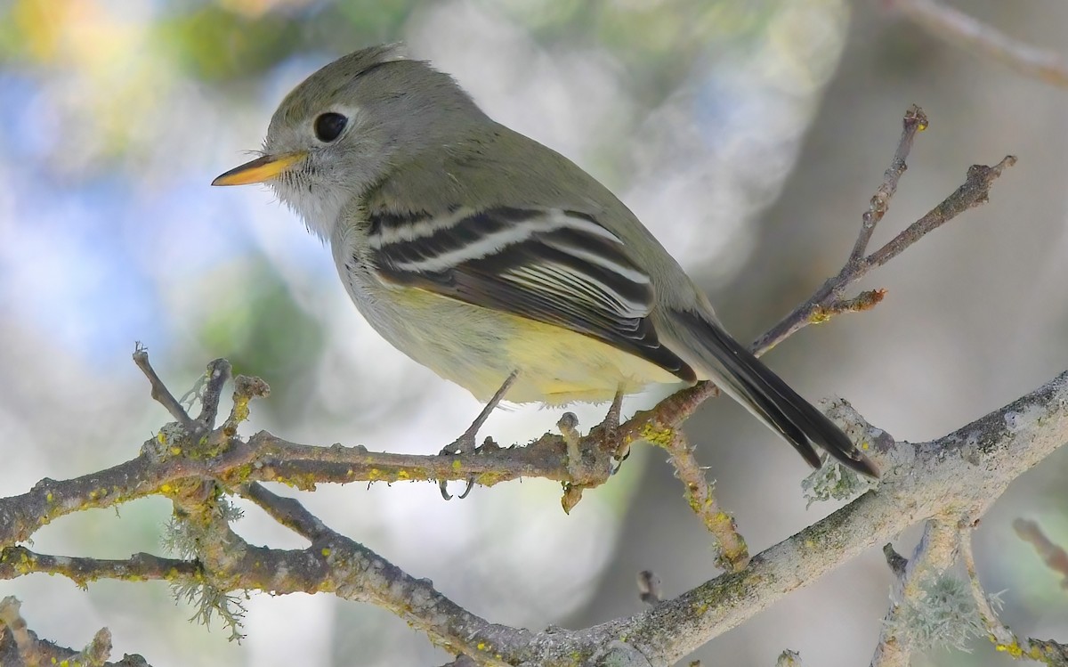 Hammond's Flycatcher - ML404727381