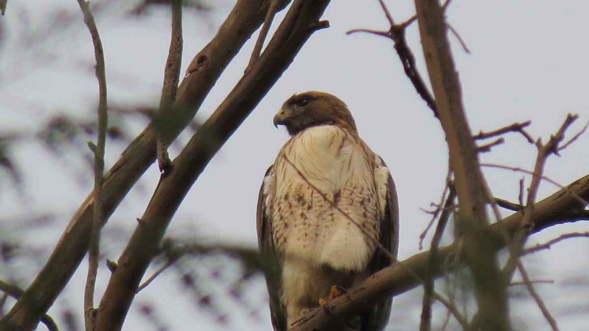 Red-tailed Hawk - ML404727841