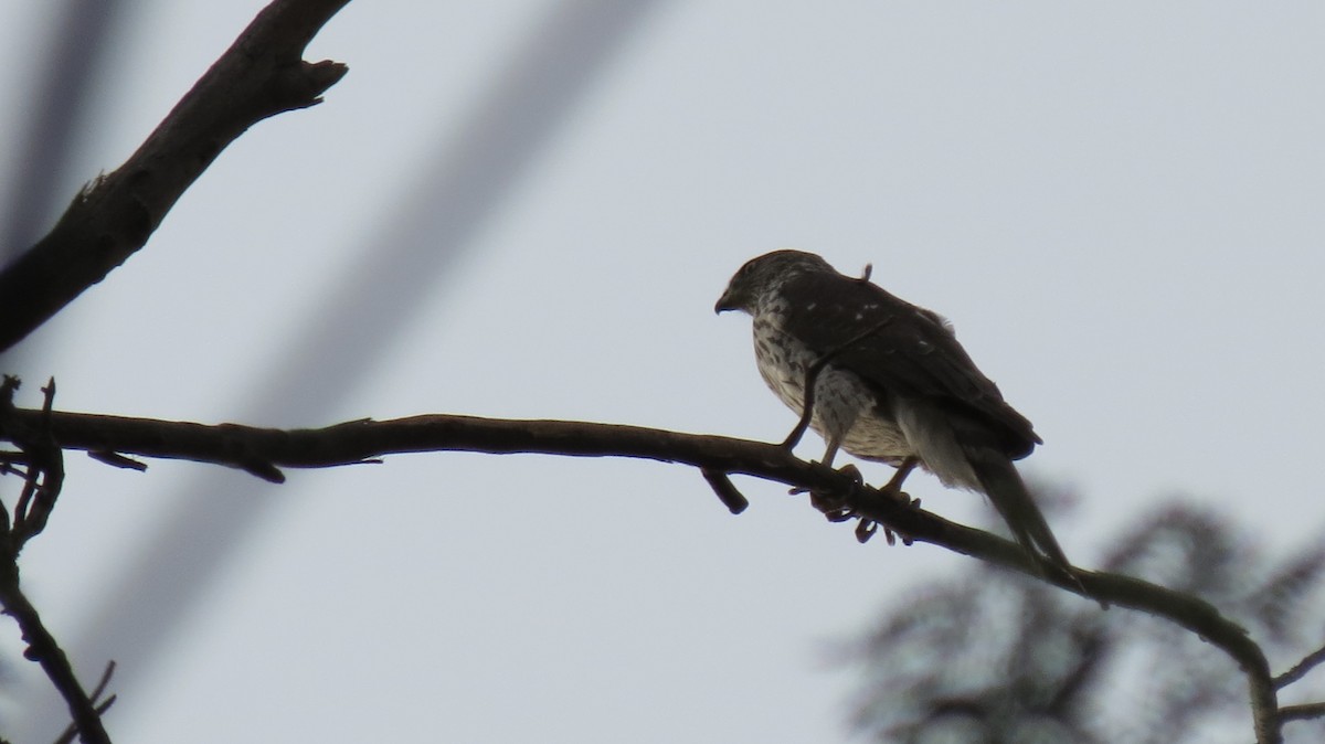 Cooper's Hawk - ML404727931