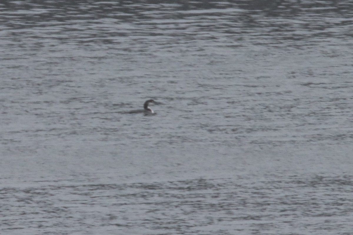 Common Loon - ML404728491