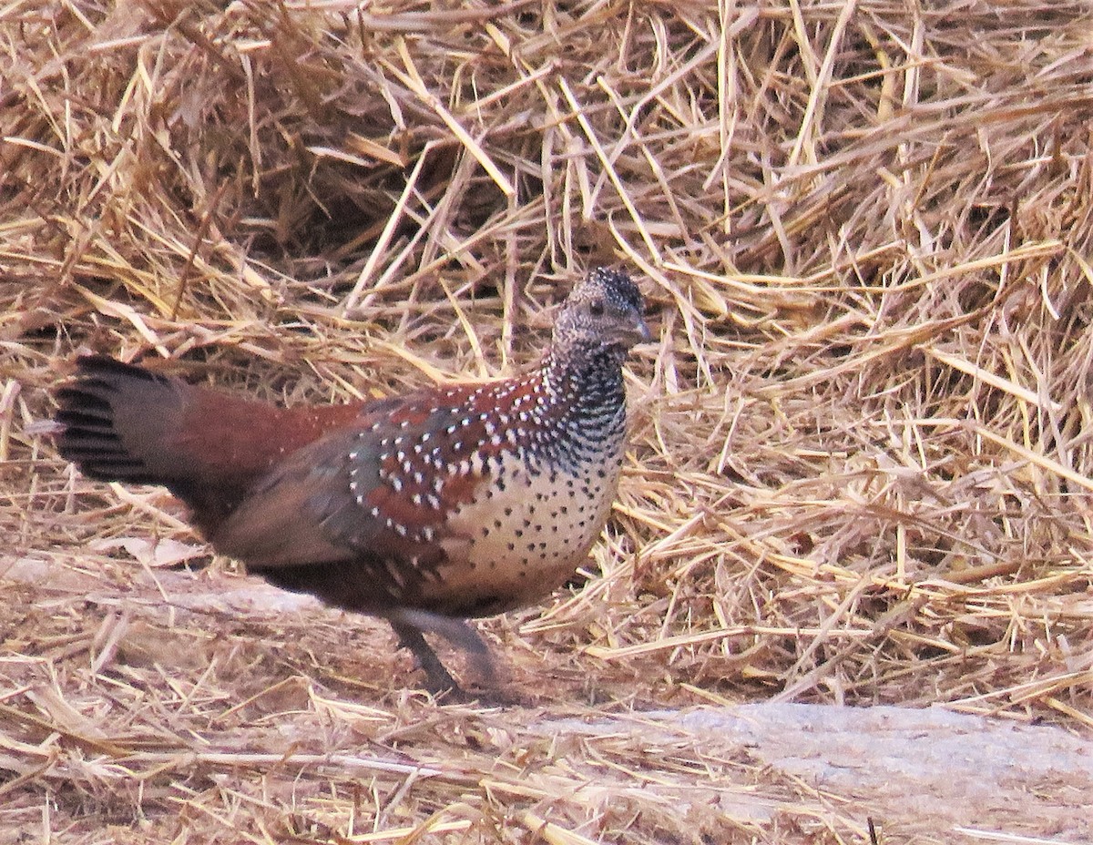 Painted Spurfowl - ML404728761