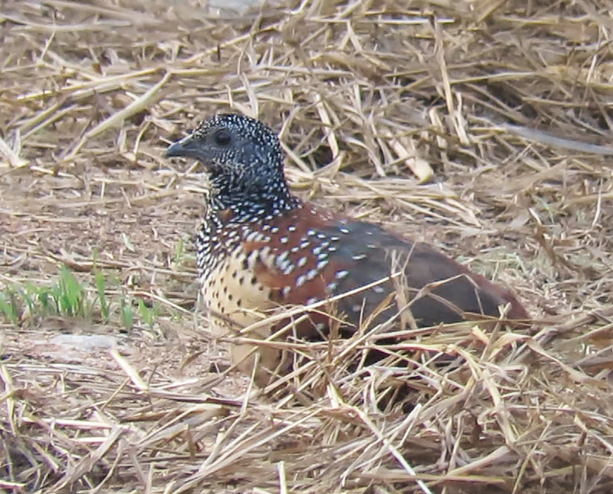 Painted Spurfowl - ML404728901