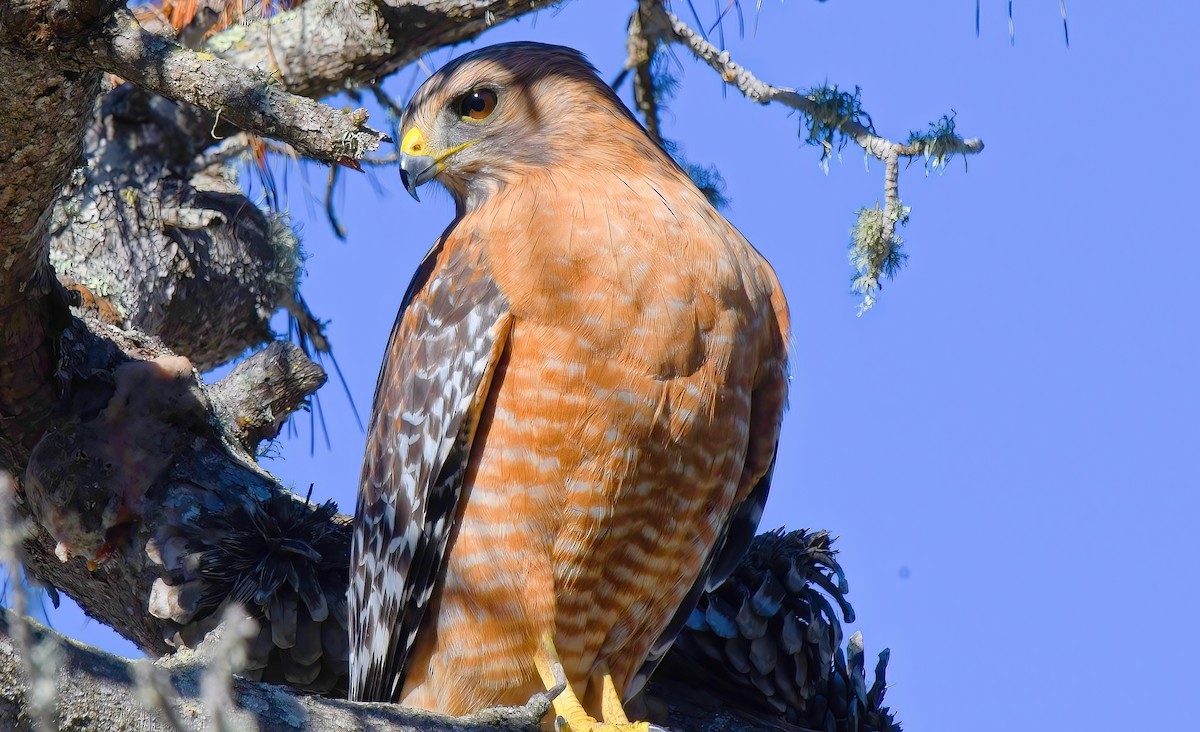 Red-shouldered Hawk - ML404730711