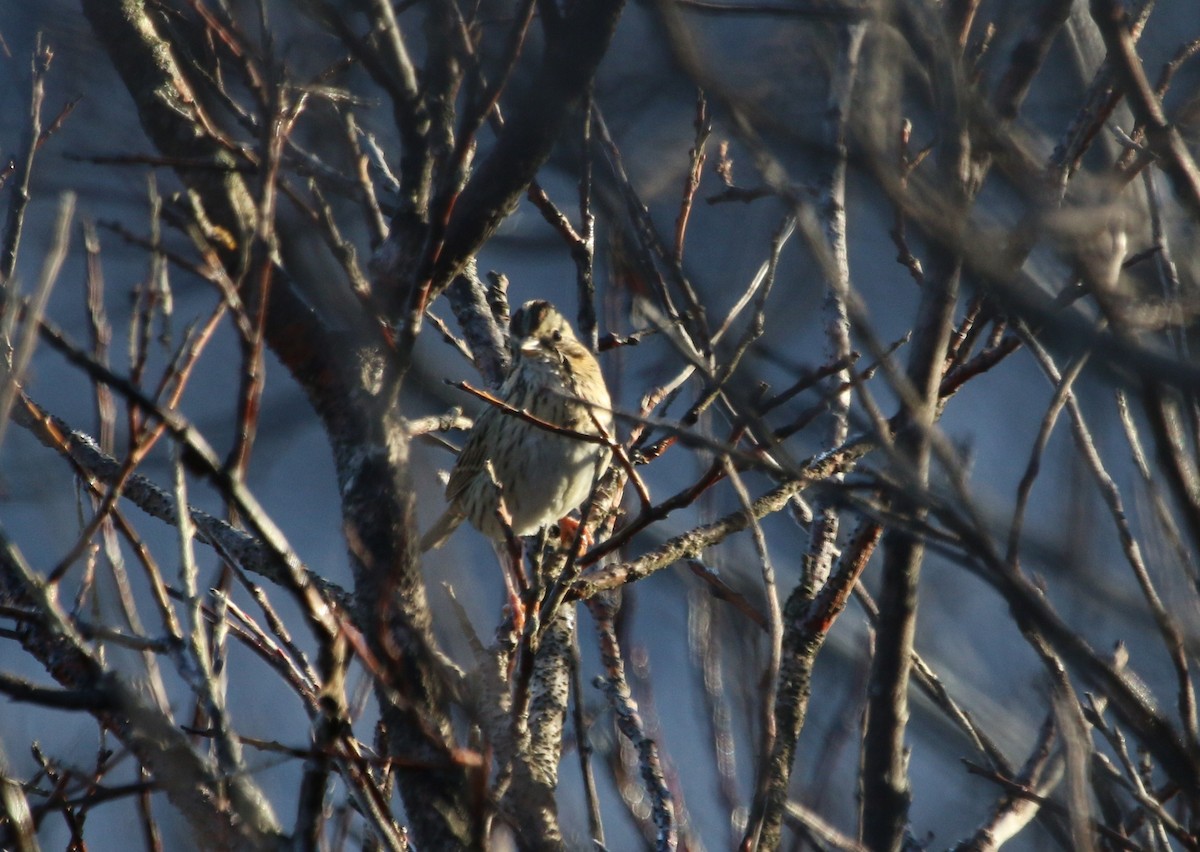 Lincoln's Sparrow - ML40473081