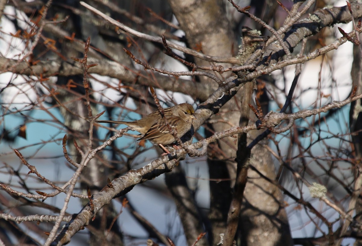 Golden-crowned Sparrow - ML40473151