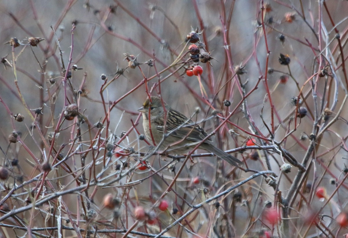 Golden-crowned Sparrow - ML40473181