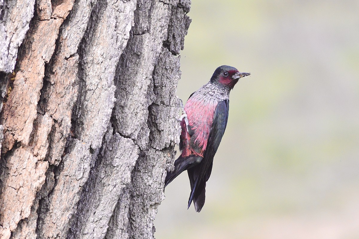 Lewis's Woodpecker - ML404731991