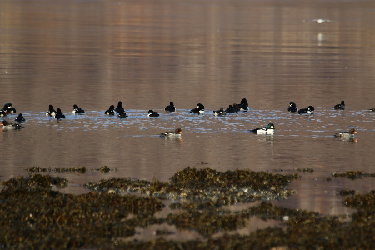 Barrow's Goldeneye - ML40473331