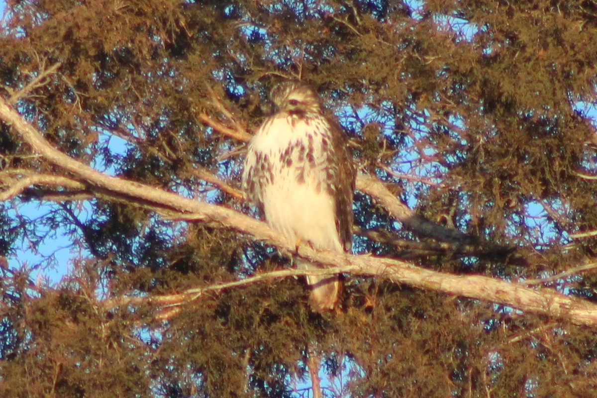 Red-tailed Hawk (Harlan's) - ML404733921
