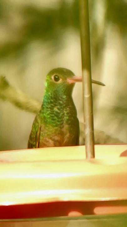 kolibřík yukatanský - ML404734501