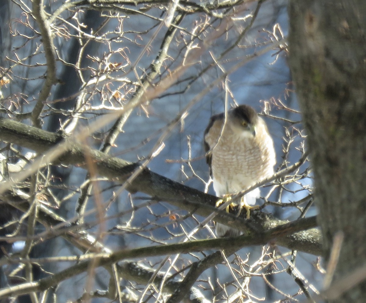 Cooper's Hawk - ML404734921