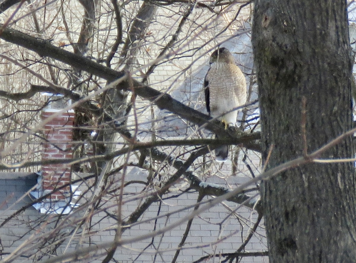 Cooper's Hawk - ML404734931