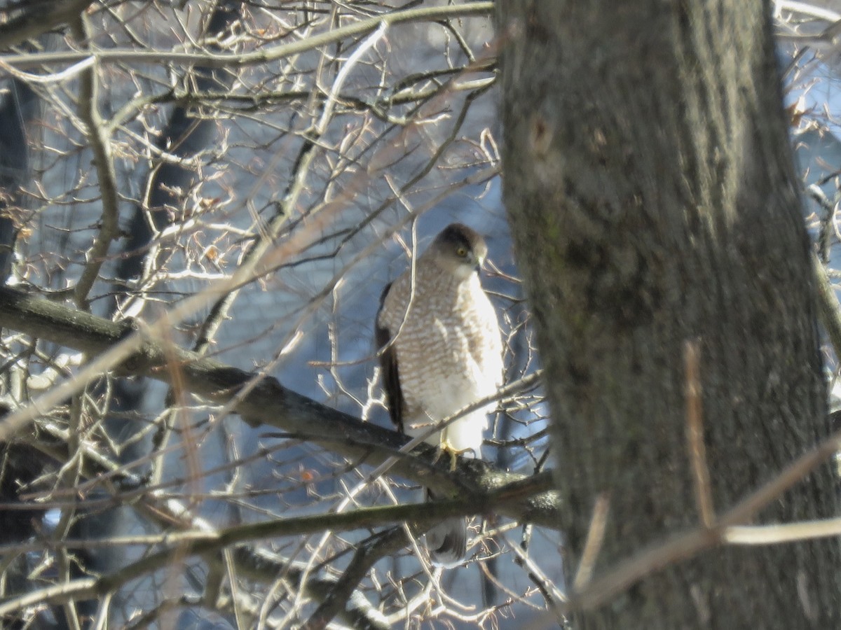 Cooper's Hawk - ML404734941