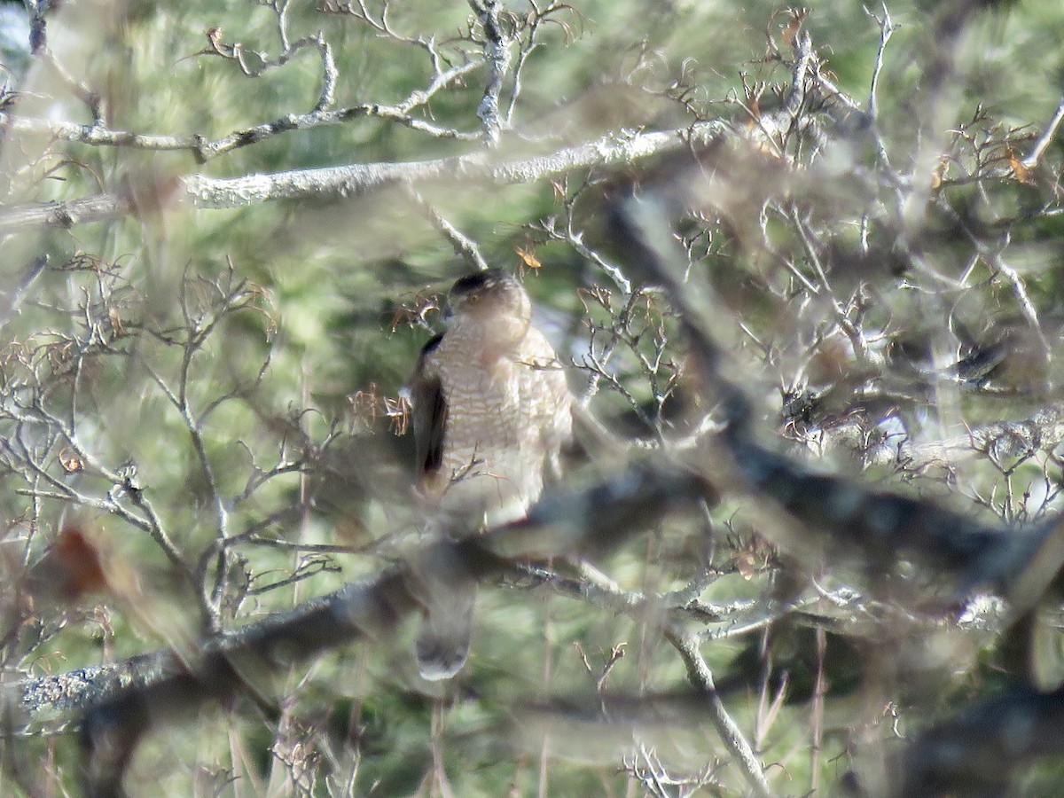 Cooper's Hawk - ML404734991