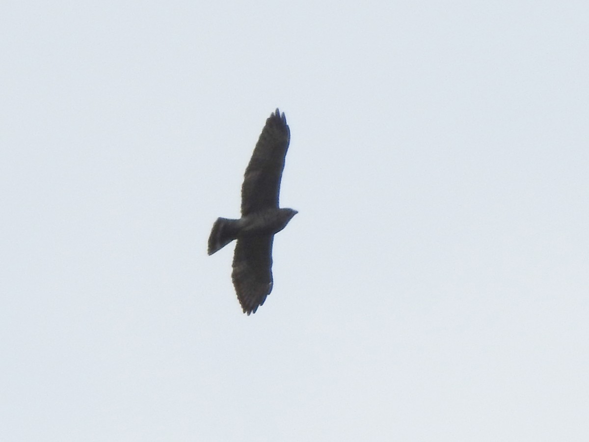 Broad-winged Hawk - ML404735181