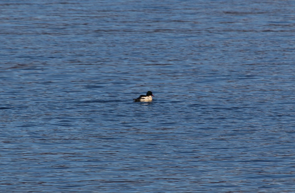 Common Merganser - ML40473541