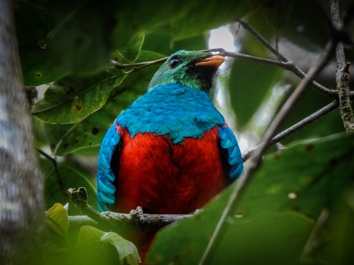 Golden-headed Quetzal - ML404735681