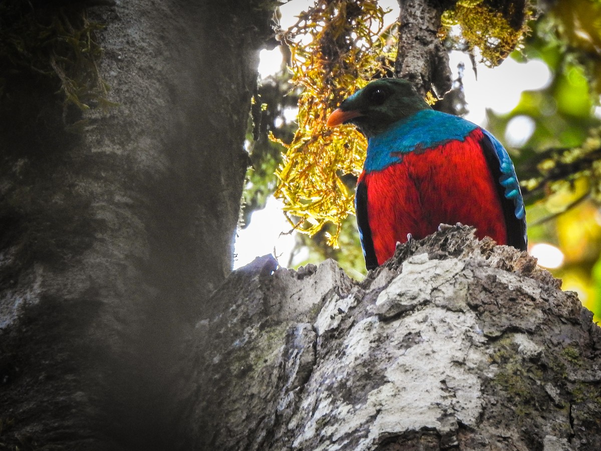 Golden-headed Quetzal - ML404735691