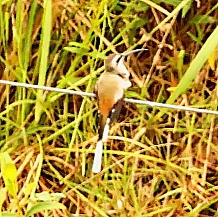 Sooty-capped Hermit - ML404737351