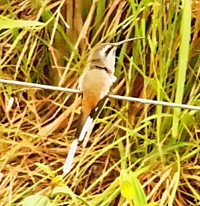 Sooty-capped Hermit - ML404737371