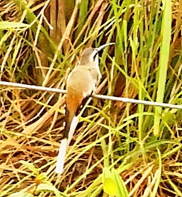 Sooty-capped Hermit - ML404737411