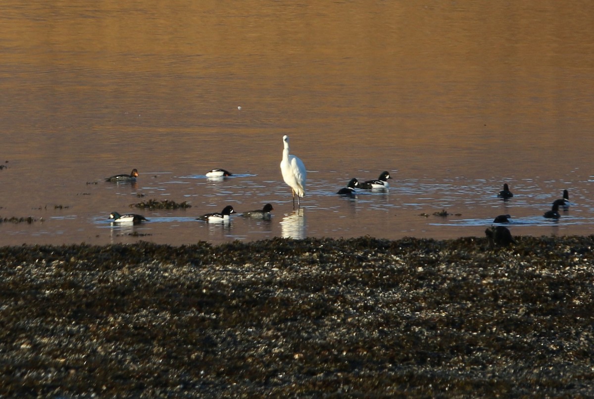 Great Egret - ML40473791