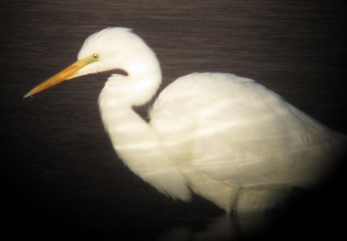 Great Egret - Richard MacIntosh