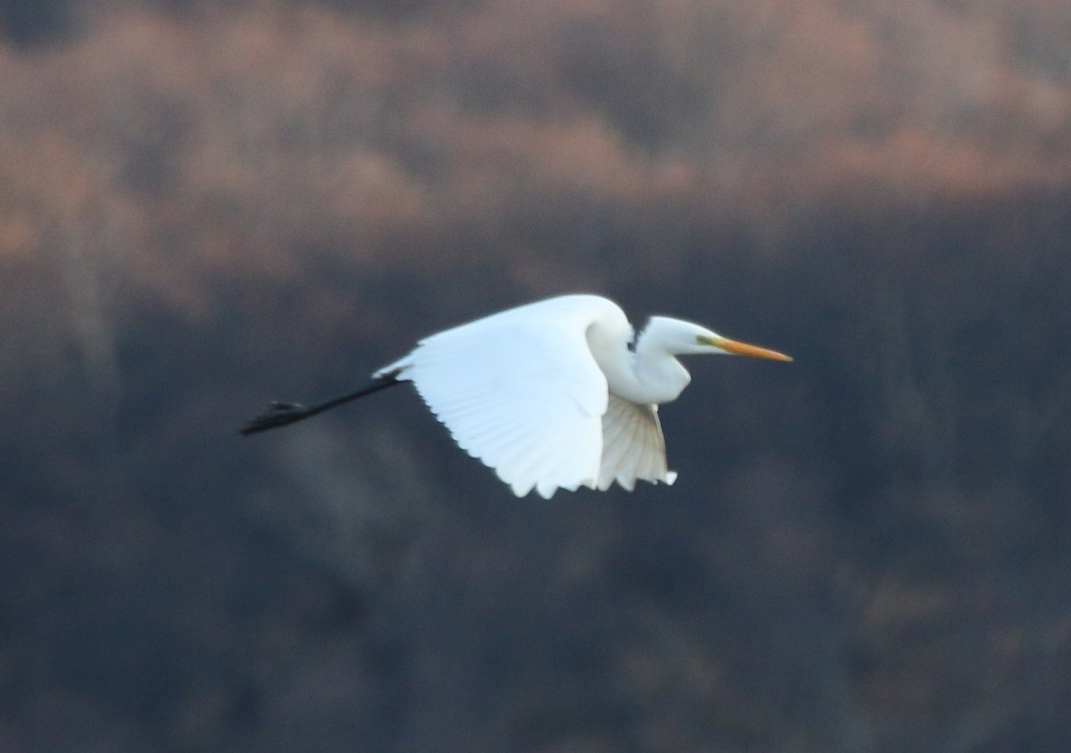 Great Egret - ML40473821