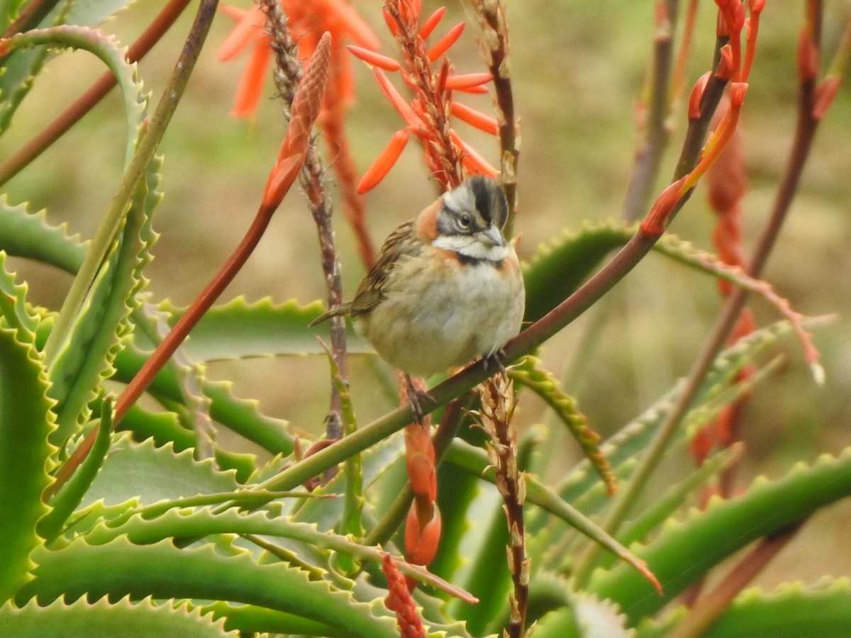 Rufous-collared Sparrow - ML404738911