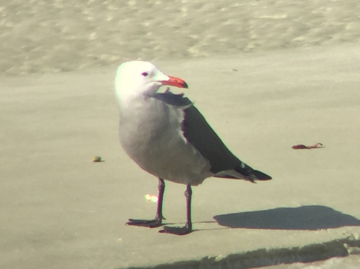 Gaviota Mexicana - ML404741161