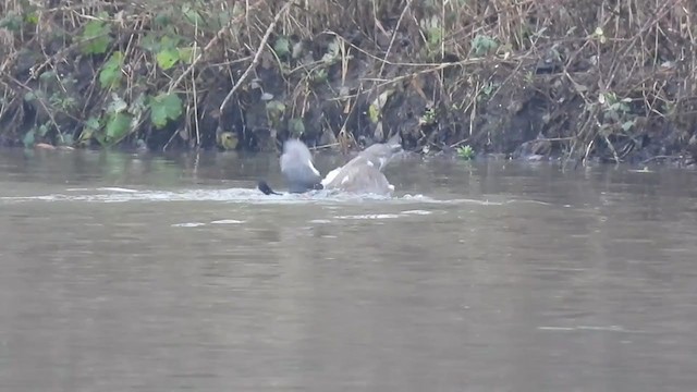 Eurasian Goshawk - ML404741851