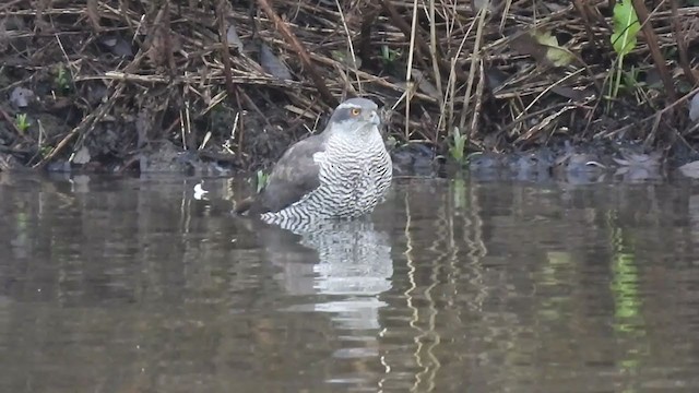 Eurasian Goshawk - ML404742291